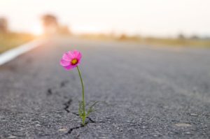 Blomst der blomstrer op fra jorden, medborgerskabet gror i Katrinehaven